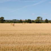 Stubble fields on the way to Hovingham