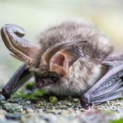 A brown long-eared bat