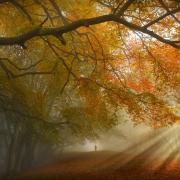 Autumnal light, taken by Brett Critchley
