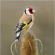 A goldfinch sits on a thistle