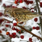 Mistle Thrushes could visit your garden if you have berry bushes.