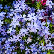 The beautiful natural background of small phlox flowers