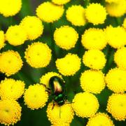 A tansy beetle in York Museum Gardens. The beetle was successfully reintroduced to a 30km stretch of the River Ouse around York, helped by staff at the gardens