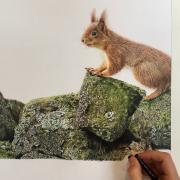 Stacey Moore draws the 'Redheaded Wonder', a red squirrel spotted in Snaizeholme’