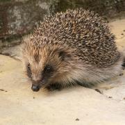 THREATENED: Hedgehogs are disappearing from our countryside