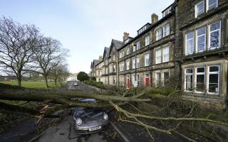The scale of the tree branch that fell on the high-end Porsche