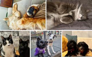 It's National Pet Day - and to mark the occasion, we thought we'd ask you for your favourite pictures of your pets (and you certainly didn't disappoint) 