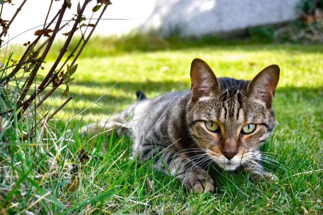 Discover How To Keep Cats Out Of Your Garden Darlington And