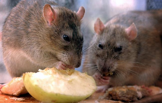 File photo dated 01/08/02 of rats. A remote island colony has been declared officially rat free in a move which could boost seabird populations. A four year long project has been ongoing to remove rats from the Shiant Isles, a cluster of islands five mile